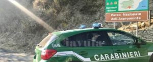 Beccato a trasportare fringuelli e altri animali protetti, denunciato item-thumbnail