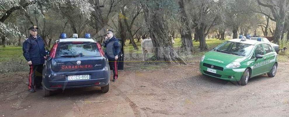 Controlli a tappeto nei comuni della Piana, un arresto e svariate denunce