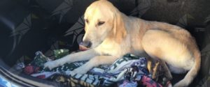 Terrorizzati dai botti, fuggono dall’abitazione dei proprietari finendo in una galleria: salvati due cani da morte certa item-thumbnail