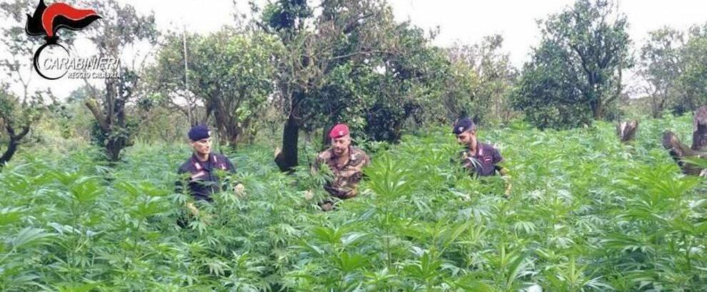 Rinvenuta piantagione di marijuana a Canolo, misure cautelari per tre persone