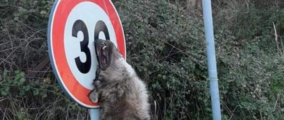 Macabro ritrovamento in Calabria, carcassa di un lupo appesa ad un segnale stradale