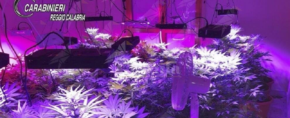 Bianco: occupa un appartamento e all’interno coltiva 110 piante di marijuana, arrestato
