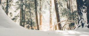 Inizio anno col botto: 80cm di neve e boom di presenze in Sila item-thumbnail