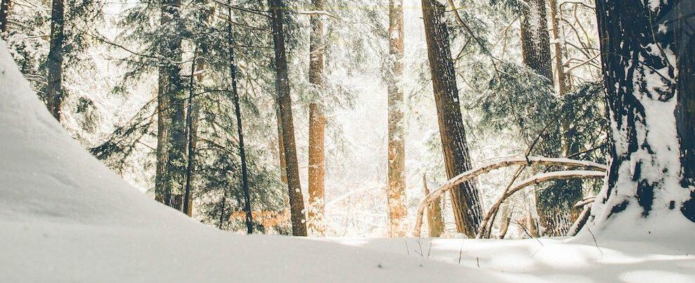 Inizio anno col botto: 80cm di neve e boom di presenze in Sila