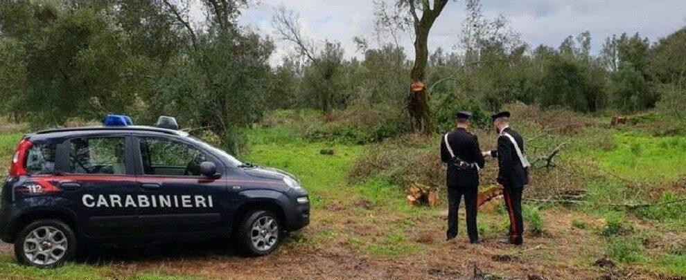 Sorpresi a tagliare alberi in un’area protetta del parco d’Aspromonte, due cittanovesi in manette