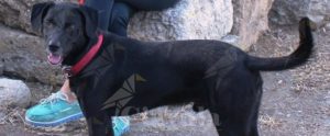 “Ho perso il mio cane a Caulonia marina. Aiutatemi a ritrovarlo” item-thumbnail