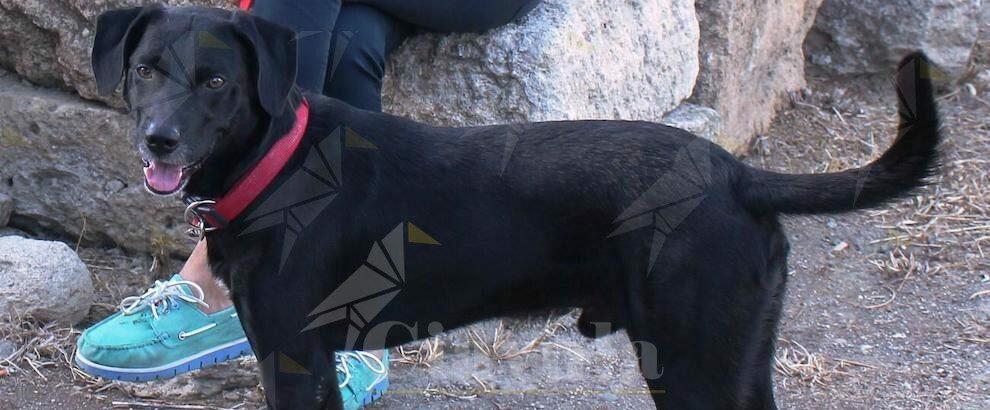 “Ho perso il mio cane a Caulonia marina. Aiutatemi a ritrovarlo”
