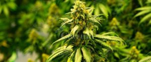 Trovato in possesso di hashish, arrestato 59enne. item-thumbnail