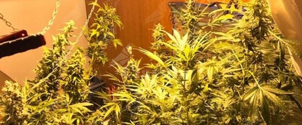 Arrestati 2 coltivatori di marijuana, trovati anche in possesso di cocaina
