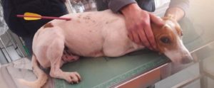 Ennesimo episodio di crudeltà verso gli animali: cane trafitto da una freccia item-thumbnail