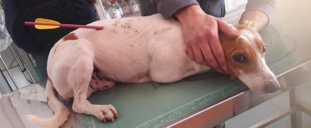 Ennesimo episodio di crudeltà verso gli animali: cane trafitto da una freccia