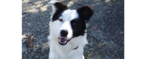 Caulonia, il disperato appello di un lettore: “Tommy si è allontanato da casa e da allora non è più tornato, aiutatemi!” item-thumbnail