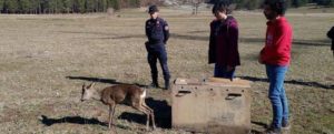 Piccolo di capriolo trovato ferito a bordo strada: curato e reimmesso in natura item-thumbnail