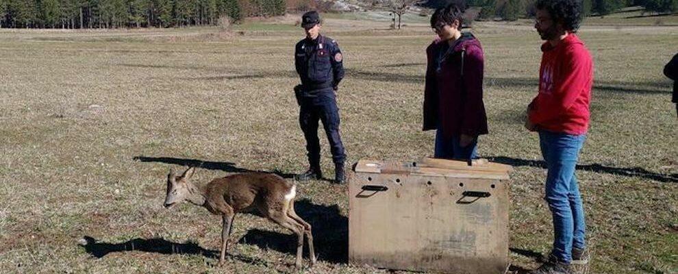 Piccolo di capriolo trovato ferito a bordo strada: curato e reimmesso in natura