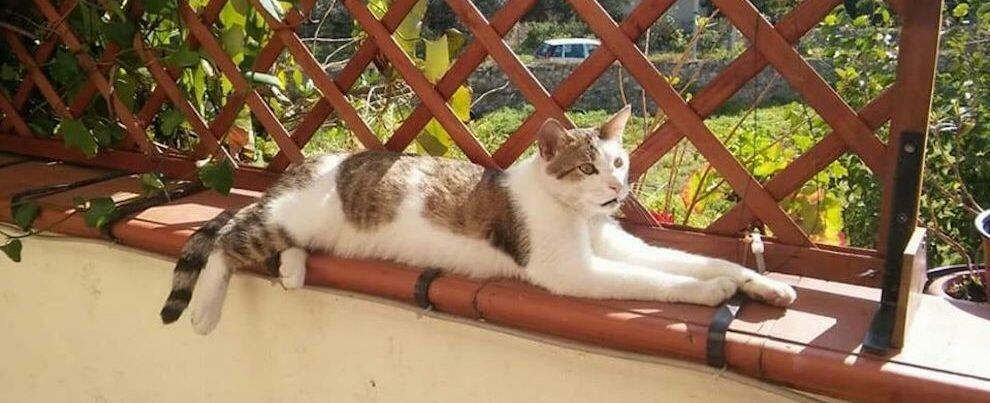 Incredibile: gatto smarrito a Locri con una zampa rotta torna a casa a Gioiosa