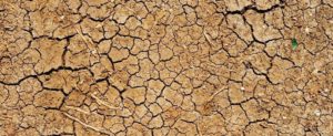 Siccità, in Calabria danni a colture e allevamenti: “Serve lo stato di calamità” item-thumbnail
