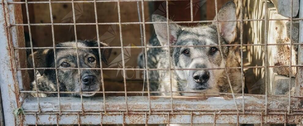 Scoperta truffa dei canili: sottratti all’adozione oltre 400 cani per un profitto di centinaia di migliaia di euro