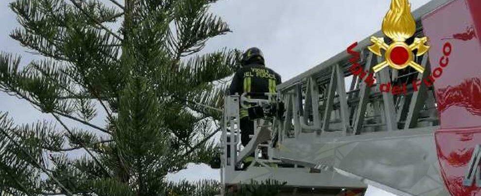 Tre gattini rimangono bloccati su un albero a Briatico, salvati dai vigili del fuoco