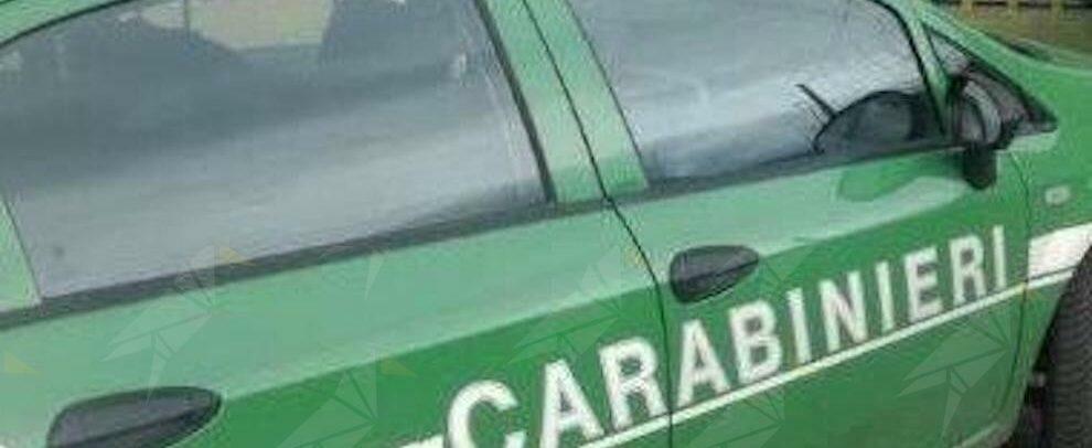 Sporcizia, muffa e alcuni alimenti privi di tracciabilità: sequestrato un caseificio a Palmi