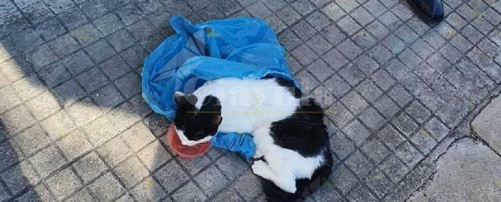 Salvato dai carabinieri un gatto gettato come un rifiuto in una busta di plastica