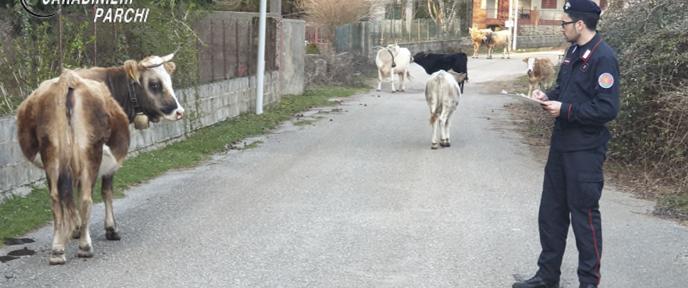 Controlli alle aziende zootecniche nel Parco Nazionale D’Aspromonte, multa di 7 mila euro per un 40enne locrese