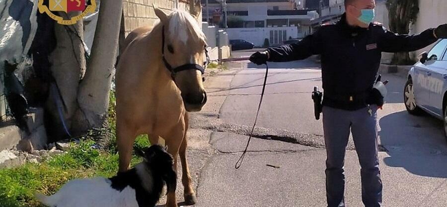 Porta a spasso un cavallo e una capra nonostante il divieto. Denunciato dalla polizia