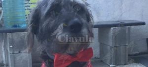 Barbarie a Marina di Gioiosa. Animalisti denunciano: “Cane legato, sparato a pallini e poi, agonizzante, finito a colpi di badile in testa” item-thumbnail