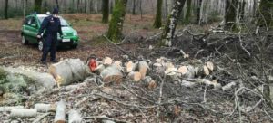 Fa legna nel Parco nazionale d’Aspromonte, denunciato per danneggiamento e violazione norme anti Covid-19 item-thumbnail