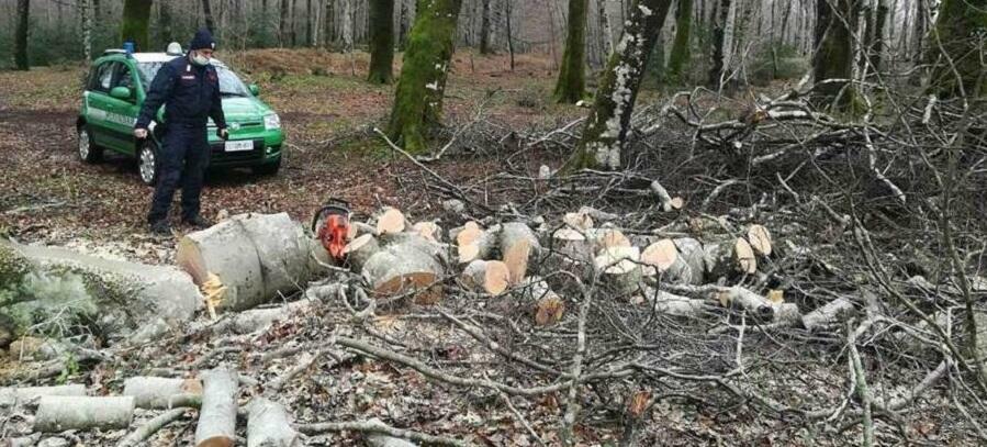 Fa legna nel Parco nazionale d’Aspromonte, denunciato per danneggiamento e violazione norme anti Covid-19