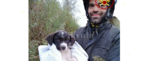 I vigili del fuoco strappano dalla morte un cucciolo item-thumbnail
