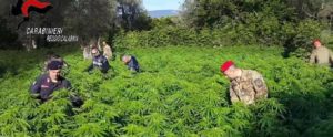 Coltivava marijuana a San Giovanni di Gerace, arrestato dai carabinieri di Caulonia item-thumbnail
