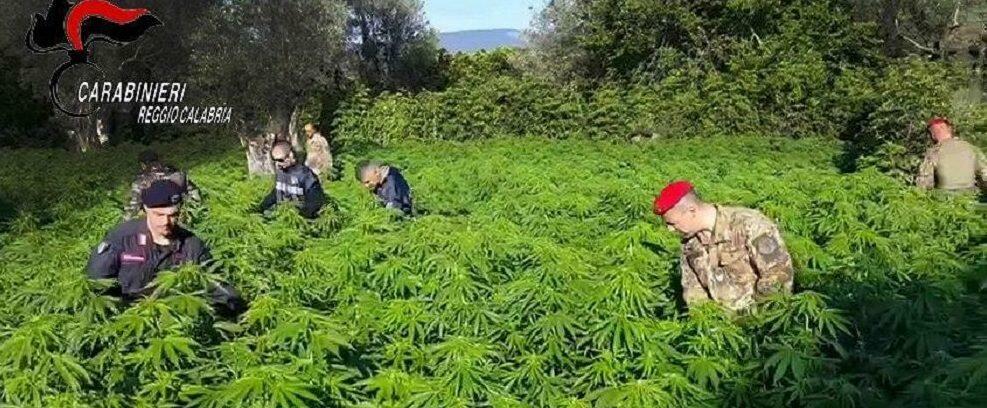 Coltivava marijuana a San Giovanni di Gerace, arrestato dai carabinieri di Caulonia