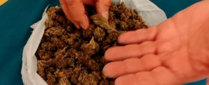 Coltiva e produce marijuana in casa, arrestato item-thumbnail