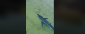 In Calabria “turista” speciale per Pasqua, uno squalo si avvicina alla riva – video item-thumbnail