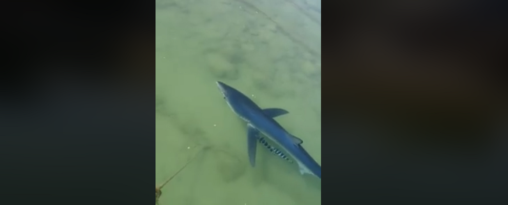 In Calabria “turista” speciale per Pasqua, uno squalo si avvicina alla riva – video