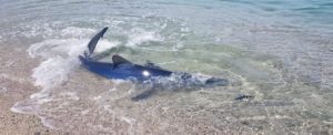 Calabria, le incredibili immagini dello squalo arrivato fino a riva item-thumbnail