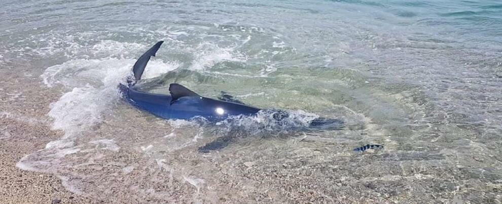 Calabria, le incredibili immagini dello squalo arrivato fino a riva