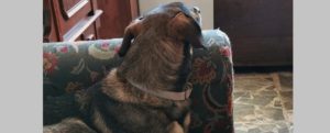 Cane smarrito a Roccella Jonica. L’appello della proprietaria item-thumbnail