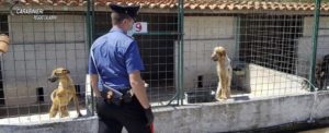 Canile degli orrori a Sant’Ilario dello Jonio: scatta il sequestro item-thumbnail