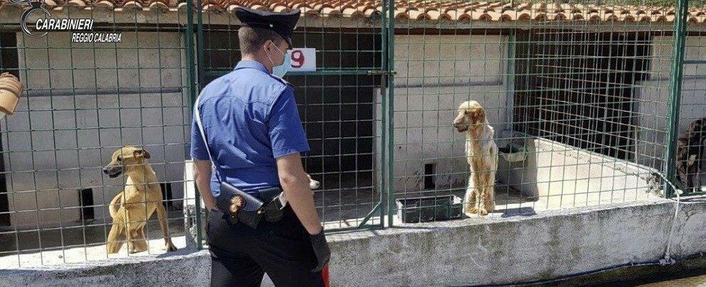 Canile degli orrori a Sant’Ilario dello Jonio: scatta il sequestro