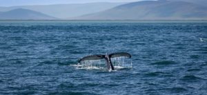 La natura si riprende lo Stretto di Messina, avvistato un capodoglio – video item-thumbnail