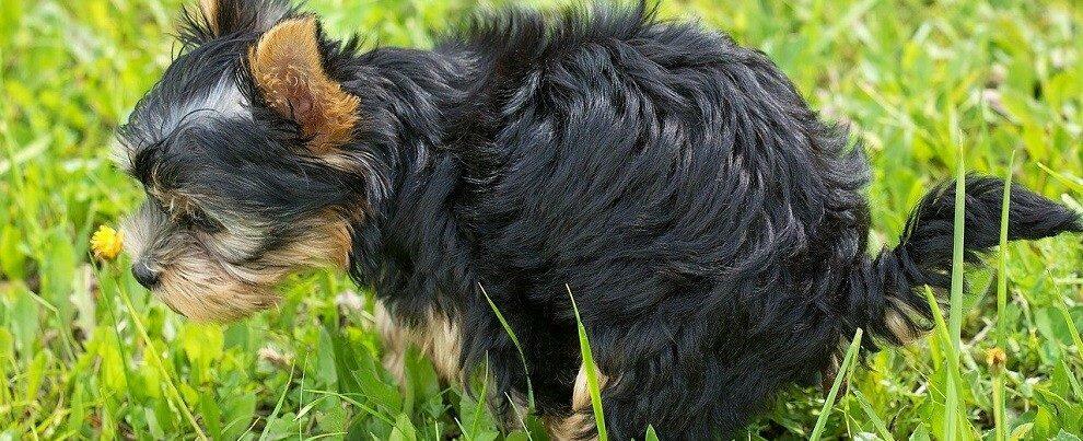 Caulonia: cacche di cani e padroni che non raccolgono