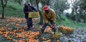 CGIL: “Ci vuole una vera regolarizzazione per tutelare i lavoratori” item-thumbnail