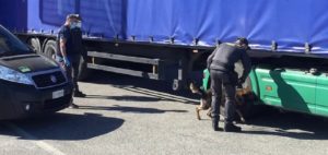 Trasportava 143 kg di marijuana, arrestato narcotrafficante item-thumbnail