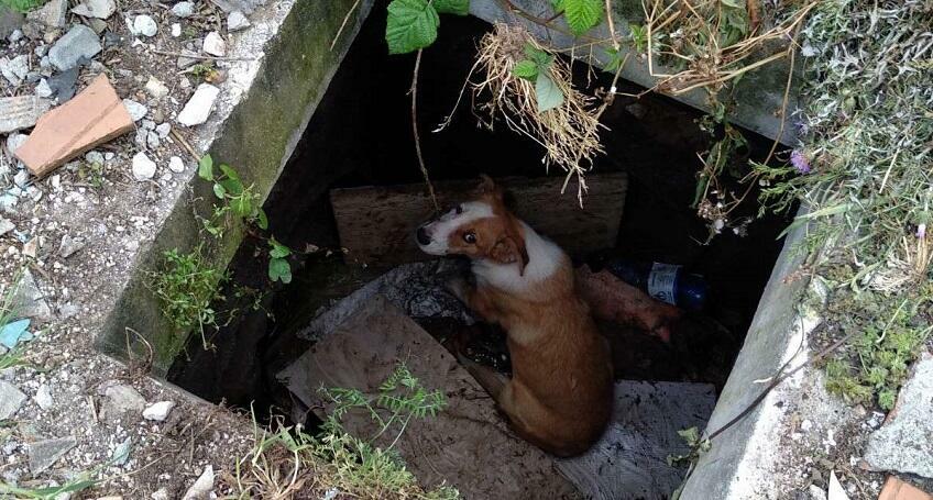 Cane cade in un pozzo, salvato dai vigili del fuoco