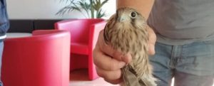 A Locri salvati tre piccoli falchi trovati nel cortile del municipio item-thumbnail