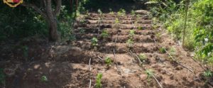 Scoperta una piantagione di marijuana, due persone arrestate item-thumbnail