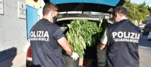 Coltivano piante di marijuana, due persone denunciate item-thumbnail