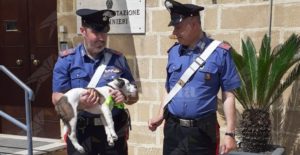 Abbandona un cucciolo di cane lanciandolo dal finestrino dell’auto. Denunciato item-thumbnail