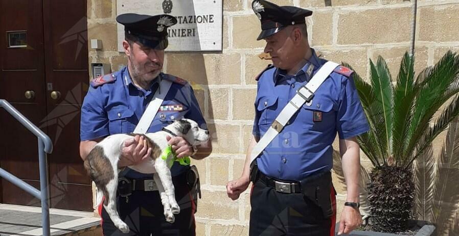 Abbandona un cucciolo di cane lanciandolo dal finestrino dell’auto. Denunciato